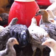 Ayam IPB Masuk Radar Kementan untuk Penguatan Pangan Nasional