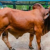 Mengapa Indonesia Masih Bergantung pada Sapi Australia? Ini Penjelasan Guru Besar IPB University