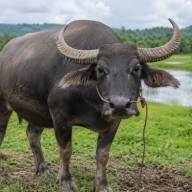 Tips Jitu Mengolah Daging Kerbau agar Empuk, Lezat, dan Tidak Bau Alami ala Pakar Fapet IPB