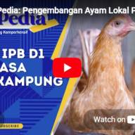 Pengembangan Ayam Lokal Pedaging Unggul IPB D1 Bersama Peternak Rakyat 