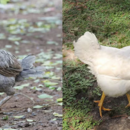 Ayam Kampung vs Broiler, Mana yang Lebih Bergizi? Simak Uraian Dosen IPB University